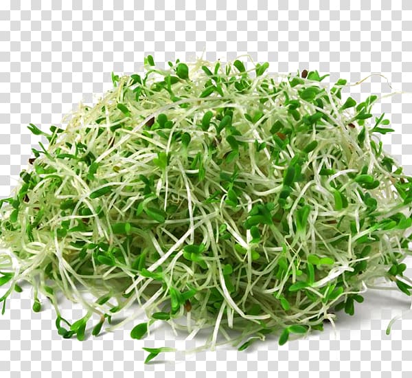 Alfalfa sprouts Seed Sprouting Organic food, Alfalfa HD transparent background PNG clipart