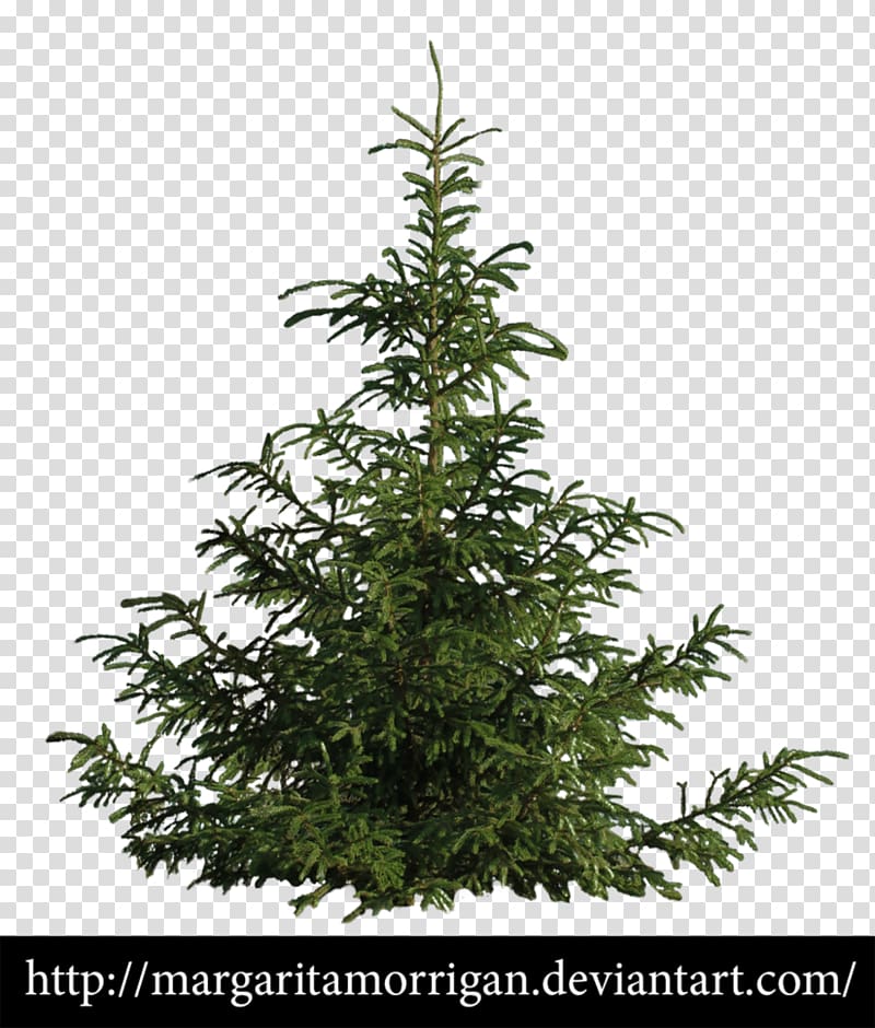 Spruce Fir Tree Pine Shrub, cypress tree drawing transparent background PNG clipart