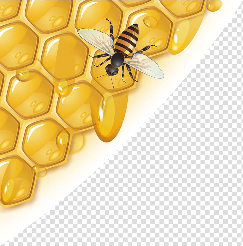 Beekeeper Honey extractor Sugar, Honey honeycomb transparent background PNG clipart