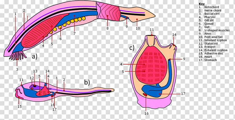 Invertebrate Lancelet Branchiostoma lanceolatum Sea, anatomy transparent background PNG clipart