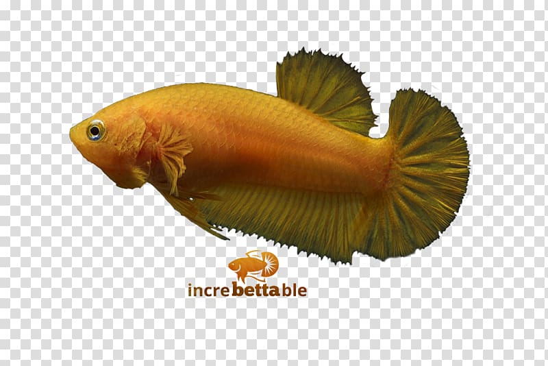 Siamese fighting fish Red Yellow Fauna Biology, Betta Channoides transparent background PNG clipart