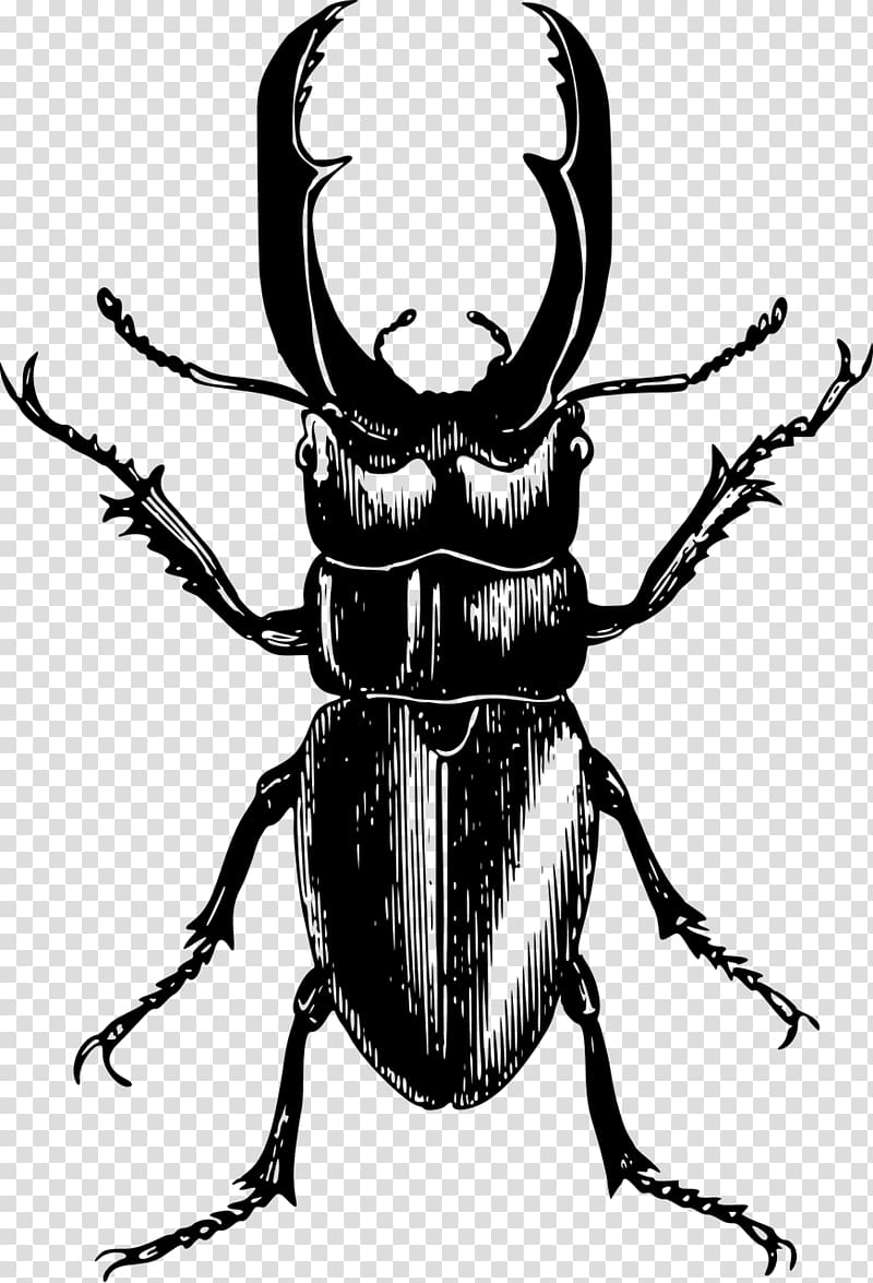 Stag beetle , beetle transparent background PNG clipart