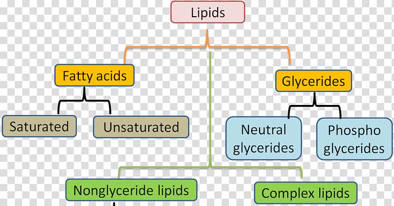Lipid Fatty acid Biochemistry Biology, others transparent background PNG clipart