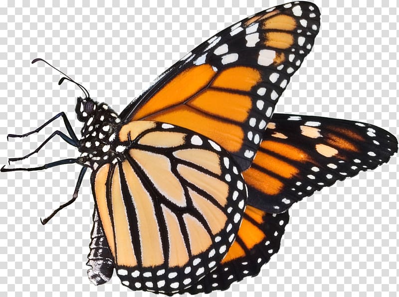 Monarch butterfly Pieridae Drawing , Caterpillar butterfly transparent background PNG clipart