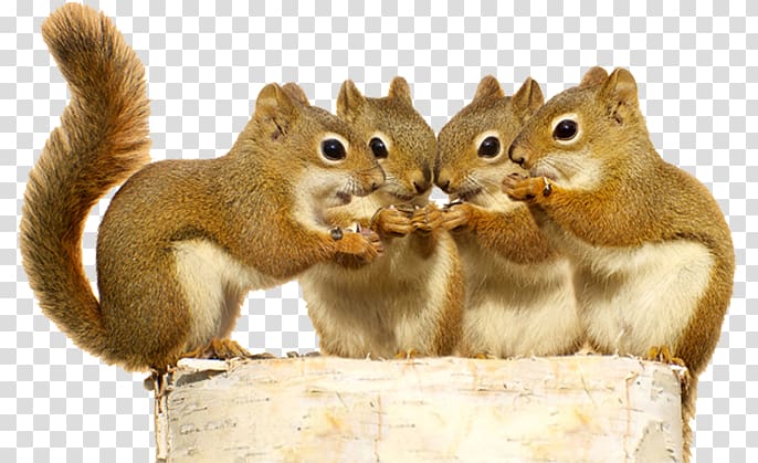 Red squirrel Rodent The Schemer, squirrel transparent background PNG clipart