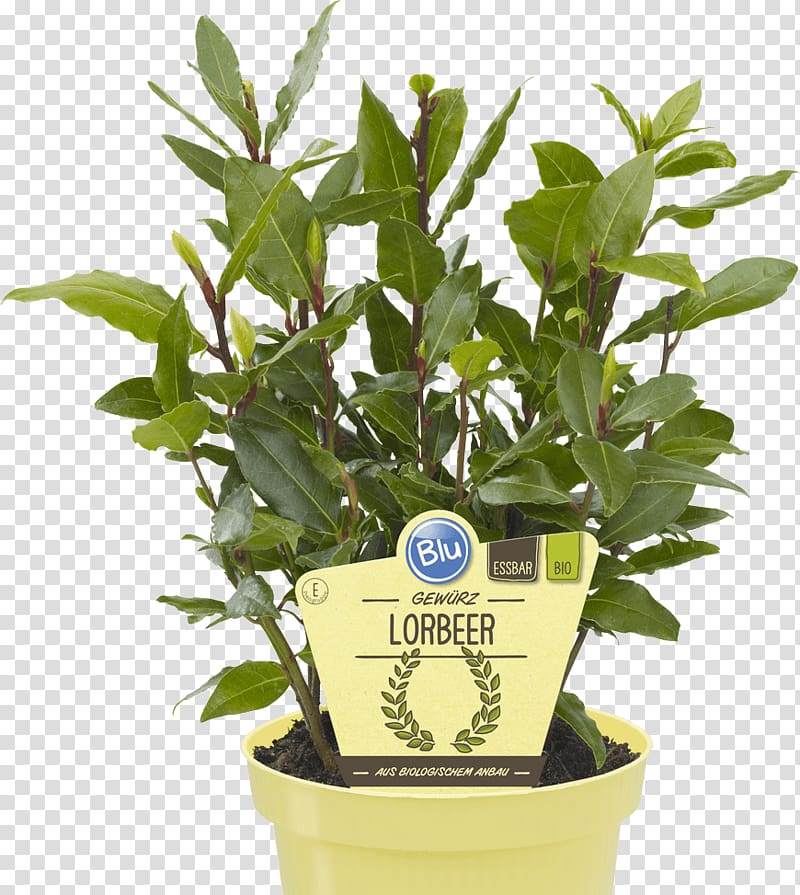 Bay Laurel Lovage Embryophyta Tree Portuguese laurel, tree transparent background PNG clipart