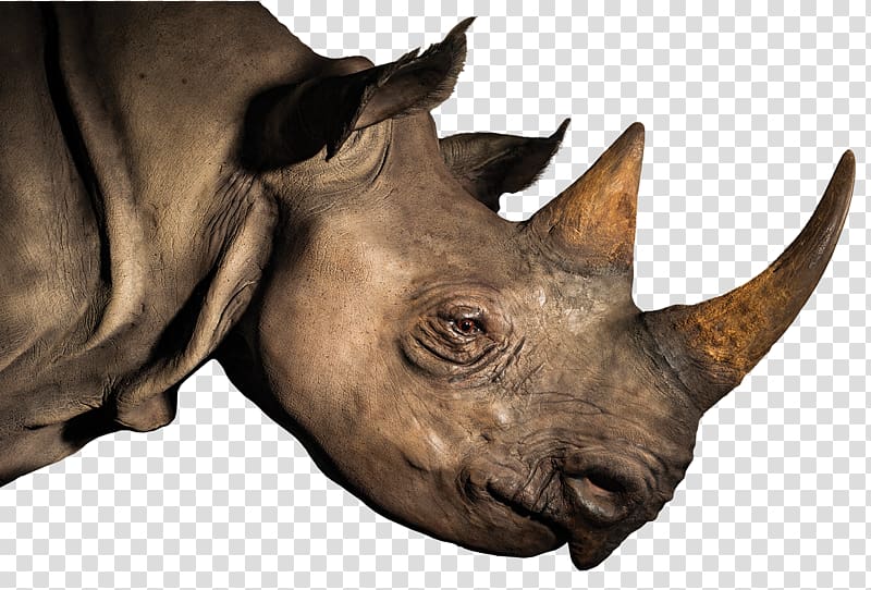 Rhinoceros Horn Elephant LoveLiveServe, others transparent background PNG clipart