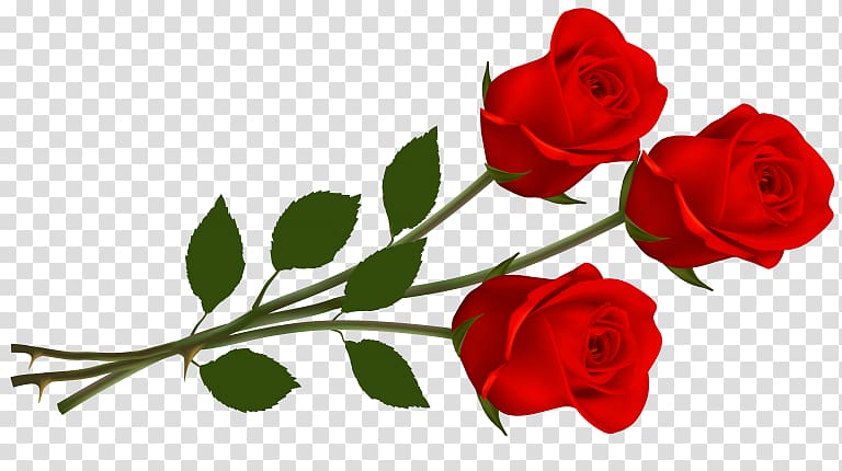 Rose , rose transparent background PNG clipart | HiClipart