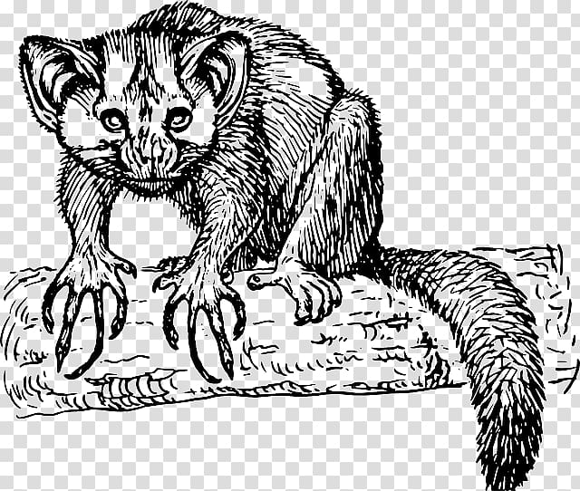 Lemur Aye-aye Primate , others transparent background PNG clipart