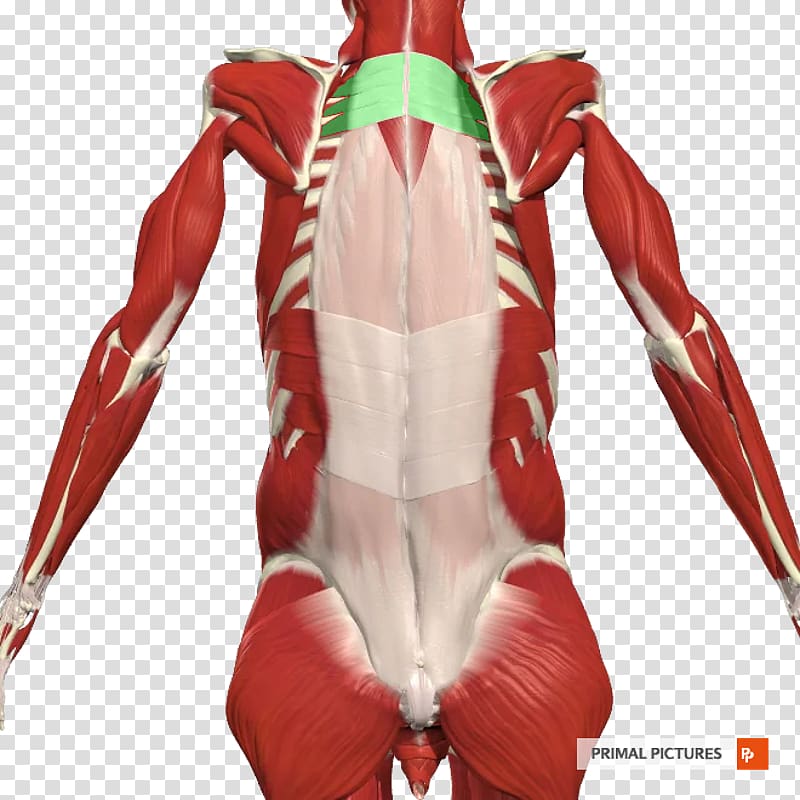Shoulder Joint Arm Muscle Back strain, abdominal muscles transparent background PNG clipart