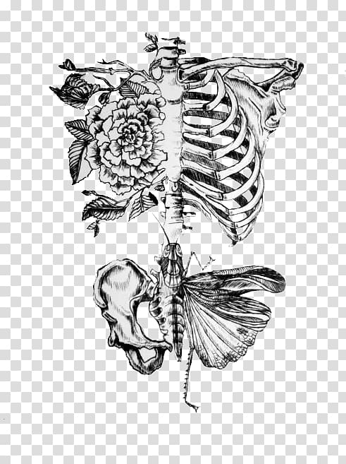 Anatomy Human body Human skeleton Drawing Rib, Axial Skeleton transparent background PNG clipart