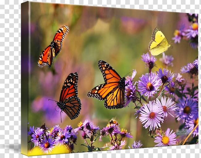 Monarch butterfly Fine art , glossy butterflys transparent background PNG clipart