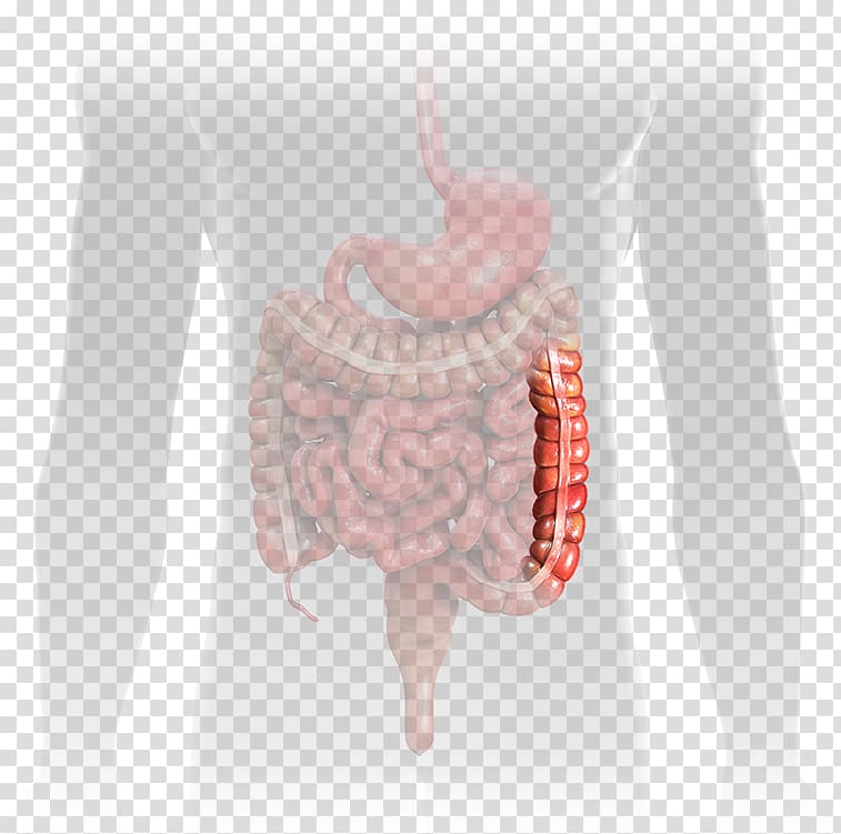 Jejunum Small intestine Gastrointestinal tract Ileum, Touch Press Inc transparent background PNG clipart