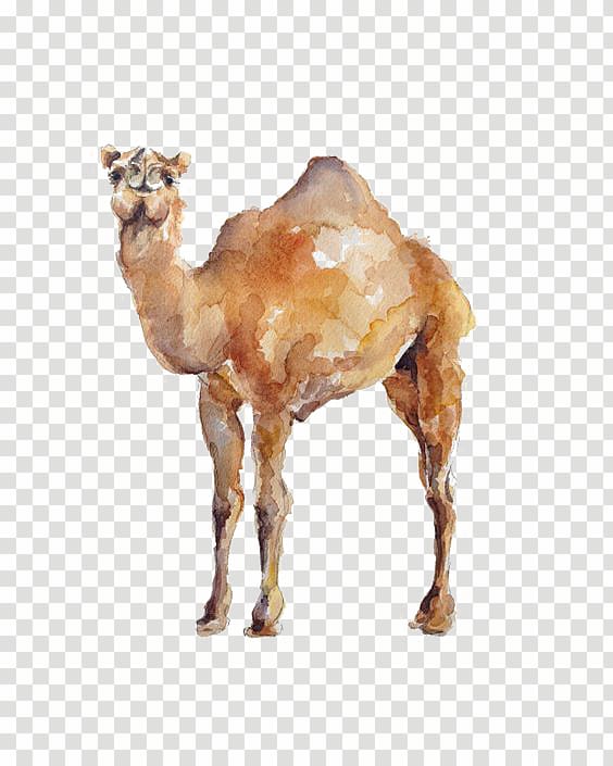 camel illustration, Dromedary Watercolor painting Illustration, Watercolor Camel transparent background PNG clipart