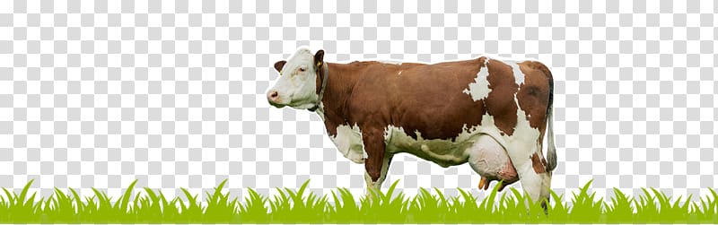 Holstein Friesian cattle Milk Dairy cattle Calf, milk transparent background PNG clipart