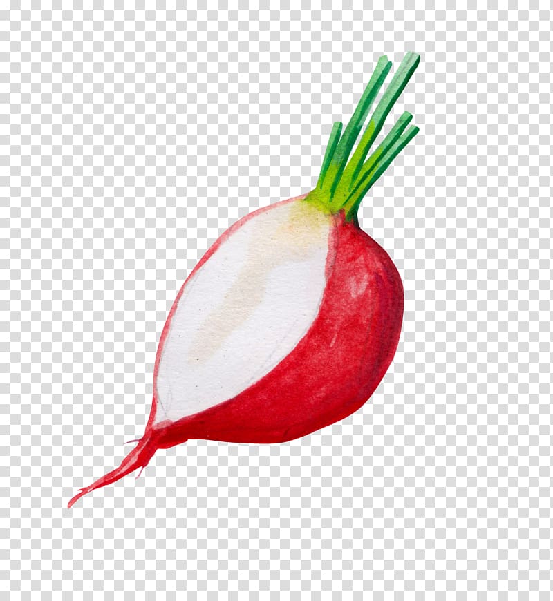 Red onion Ingredient, Hand painted onions transparent background PNG clipart