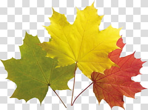 Maple leaf Green Tree, Leaf transparent background PNG clipart thumbnail