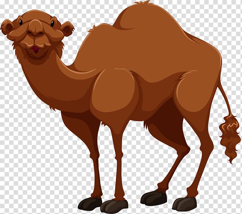 Bactrian camel Cartoon Drawing , Tall camel transparent background PNG clipart