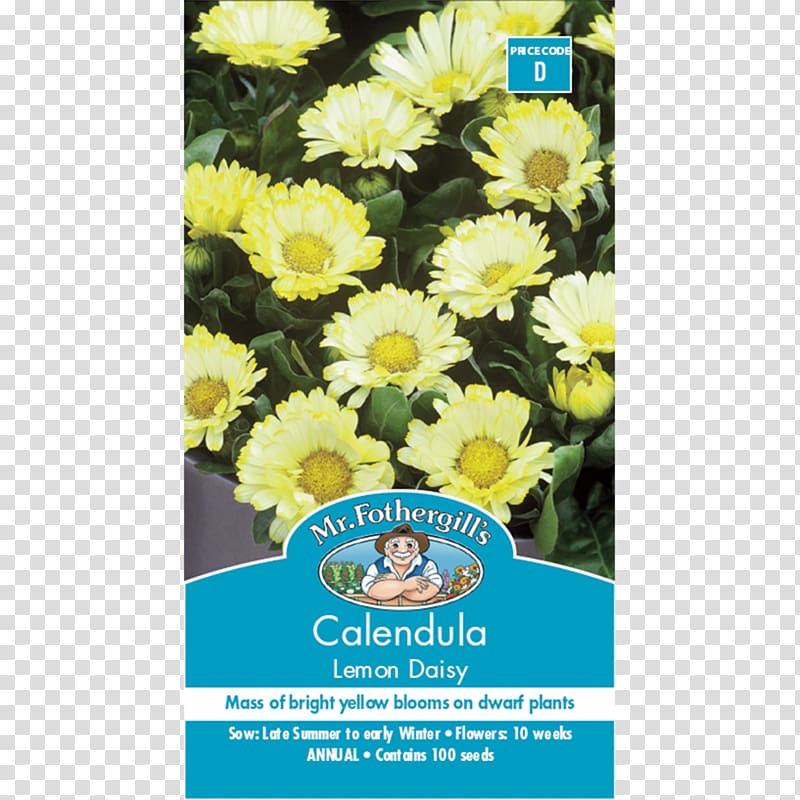 Chrysanthemum Calendula officinalis Lemon Flower Seed, chrysanthemum transparent background PNG clipart