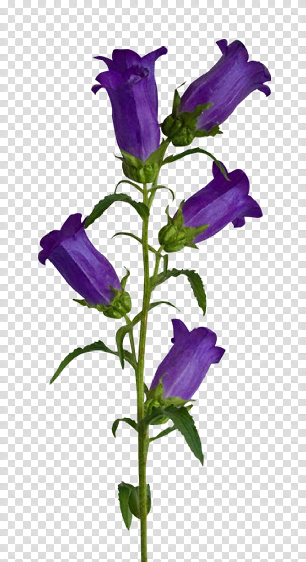 , Purple lily of the valley transparent background PNG clipart