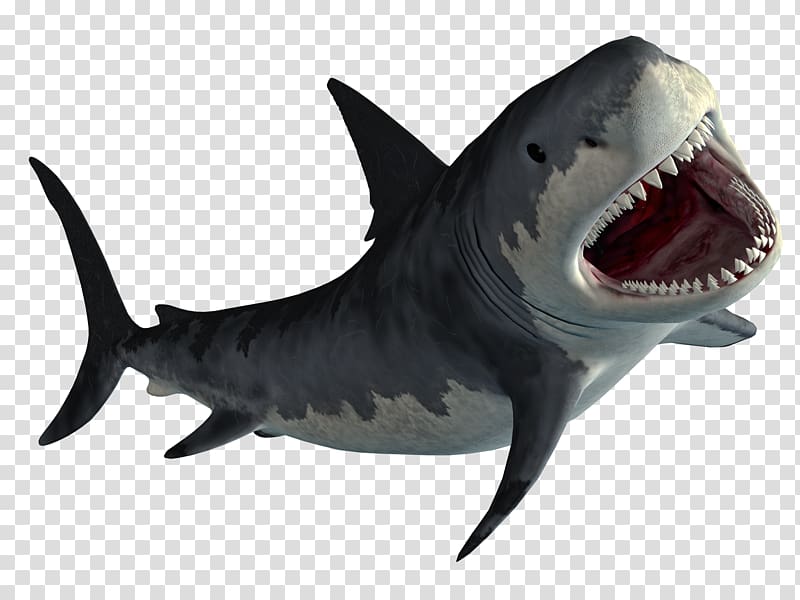 shark attack state transparent background PNG clipart