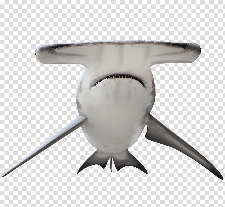 Shark Great hammerhead Smalleye hammerhead Scalloped bonnethead Smooth hammerhead, shark transparent background PNG clipart