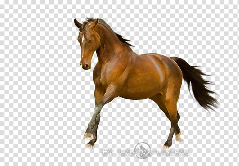 Mustang Mane Palomino Stallion Mare, mustang transparent background PNG clipart