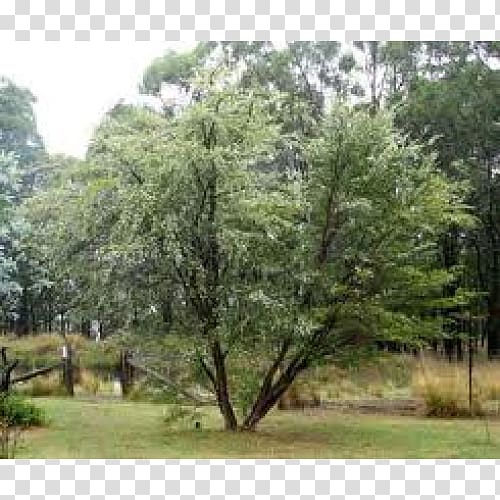 Tree Major Oak Lemon myrtle Leptospermum liversidgei, rockery transparent background PNG clipart