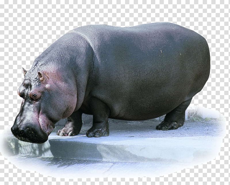 Pygmy hippopotamus Animal Flash Cards, African hippo transparent background PNG clipart