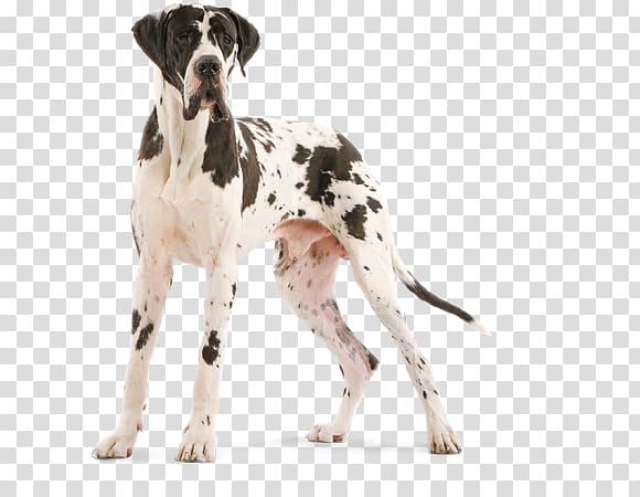 Old Danish Pointer Auvergne pointer Great Dane Dog breed, GREAT DANE transparent background PNG clipart