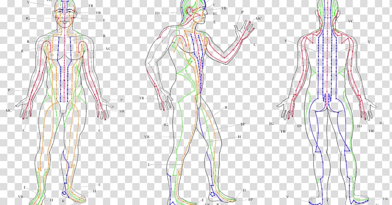 Meridian Acupuncture Human body Traditional Chinese medicine Akupunktiopiste, cuerpo humano transparent background PNG clipart