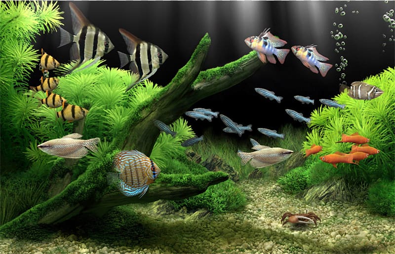 Dream Aquarium Screensaver Desktop Aquariums, Aquarium transparent background PNG clipart