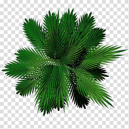 Palm trees Leaf Evergreen Pine, palm leaf texture transparent background PNG clipart