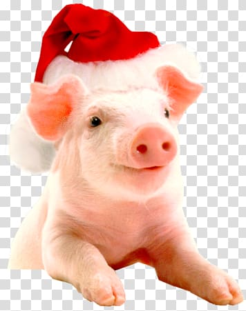 Vietnamese Pot-bellied Christmas Hogs and pigs Farm New Year, others transparent background PNG clipart