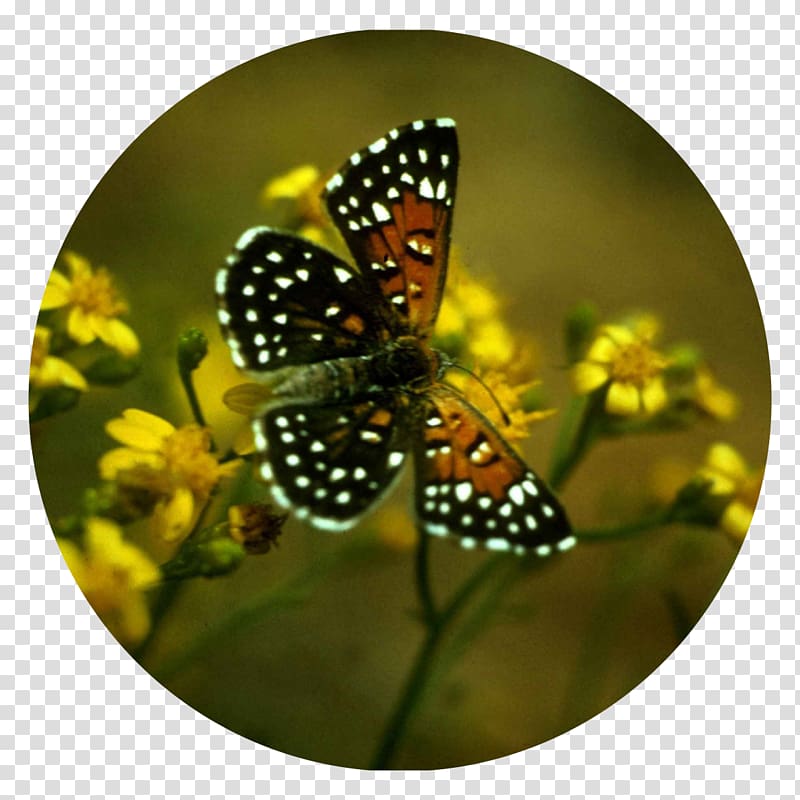 Monarch butterfly Lange\'s metalmark butterfly Insect Hari Tani Nasional, butterfly transparent background PNG clipart