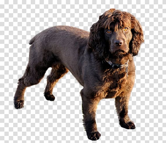 Field Spaniel Boykin Spaniel American Water Spaniel Sussex Spaniel English Cocker Spaniel, hair transparent background PNG clipart