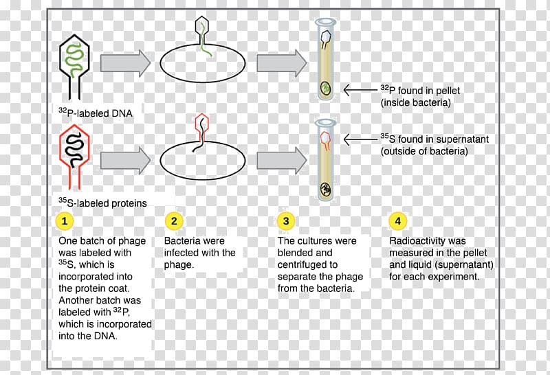 DNA Hershey–Chase experiment Worksheet Gene Bacteriophage, others transparent background PNG clipart