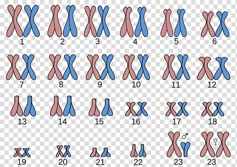 Karyotype Chromosome 21 Turner syndrome Chromosome abnormality, angel man transparent background PNG clipart