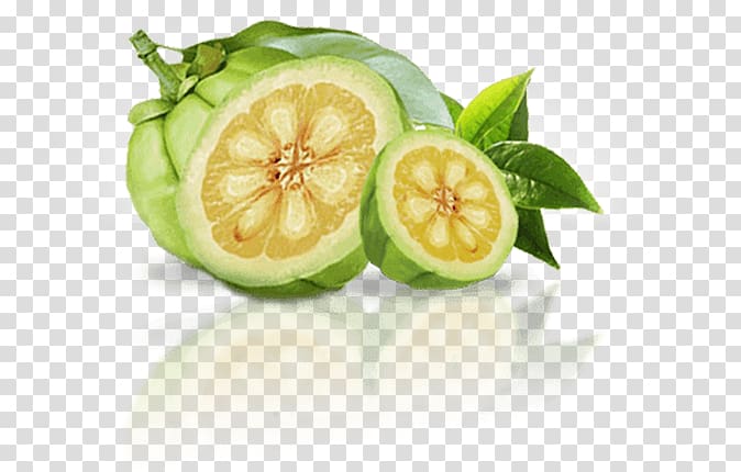 Dietary supplement Garcinia cambogia Weight loss Anorectic Appetite, Garcinia cambogia transparent background PNG clipart