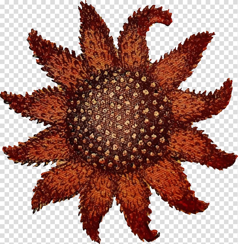Starfish Drawing Sunflower sea star, sea star transparent background PNG clipart