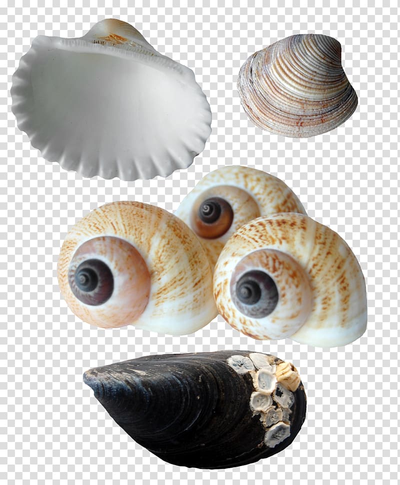 Seashell Oyster Sea snail Conchology, Pretty conch scallop Collection transparent background PNG clipart