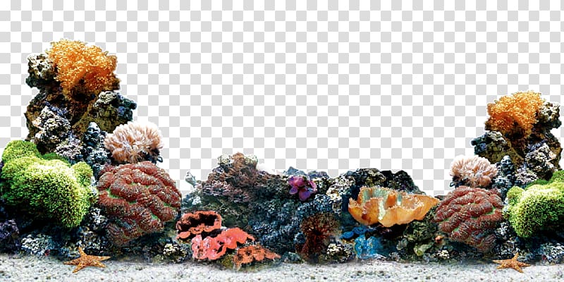coral color transparent background PNG clipart