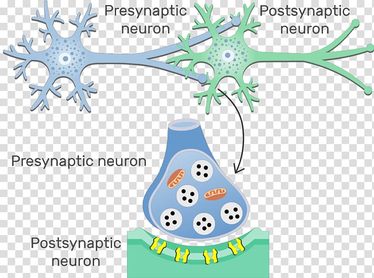 Electrical synapse Neuron Chemical synapse Gap junction, Chemical Synapse transparent background PNG clipart