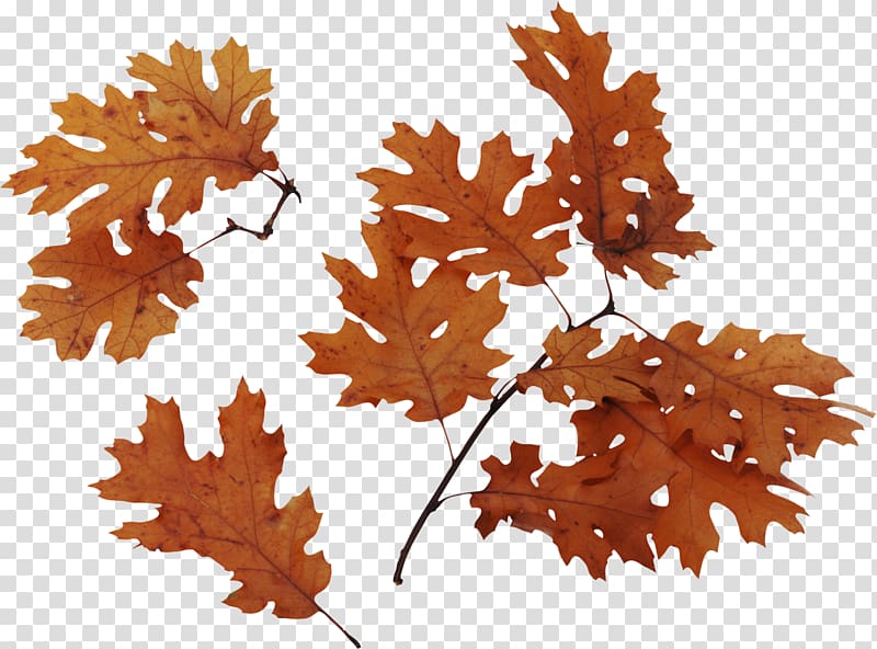 Swamp Spanish oak Bur oak Quercus velutina English oak Leaf, maple leaf transparent background PNG clipart