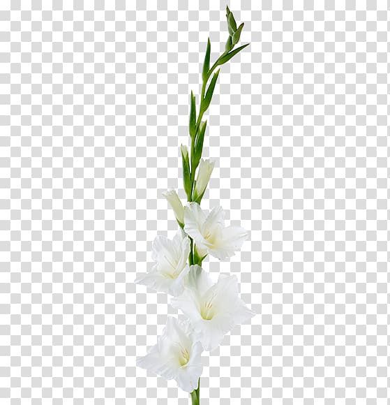 Gladiolus Cut flowers Plant stem Floral design, gladiolus transparent background PNG clipart