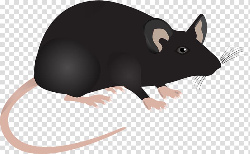 Computer mouse Laboratory rat Murids, Mouse decoration transparent background PNG clipart