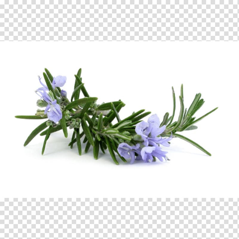 Rosemary Essential oil Herb Carrier oil, oil transparent background PNG clipart