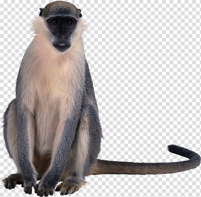 New World monkey Primate Vertebrate Numerology, scorpio astrology transparent background PNG clipart