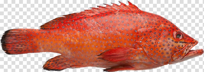 Northern red snapper Red grouper Fish White grouper Brown spotted reef cod, fish transparent background PNG clipart