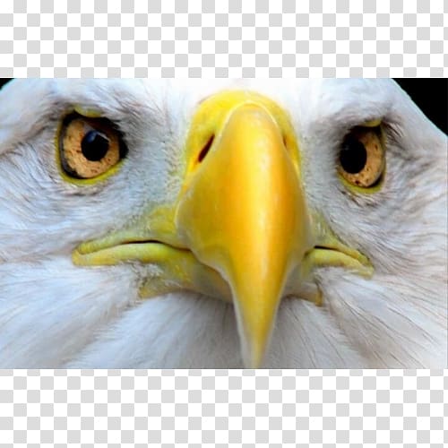 Bald Eagle Eye Oxford English Dictionary, eagle transparent background PNG clipart